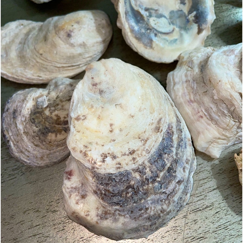 Crafting Natural Oyster Shells 13 multiple shapes and sizes Random